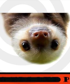 cute baby sloth, Cute funny Sloth, Sloth Squad, Sloth Lover, Funny animal Art Customizable PNG