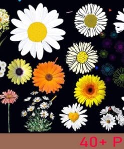 Daisy bundle, 40+ sunflower Bundle PNG, Peace love Daisy, Mini Daisies Bundle Flower Bouquet, Daisy Wedding, 40+ PNG Design