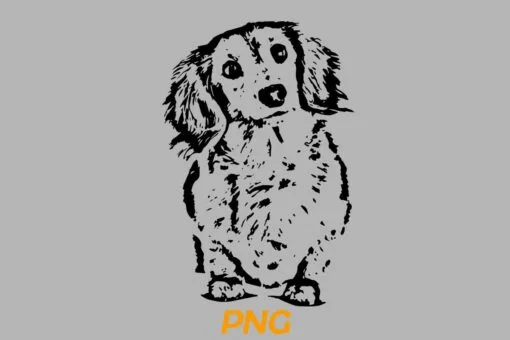Long Haired Dachshund Head Tilt PNG